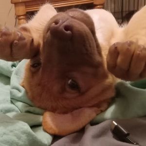 Meet your Posher, Amber